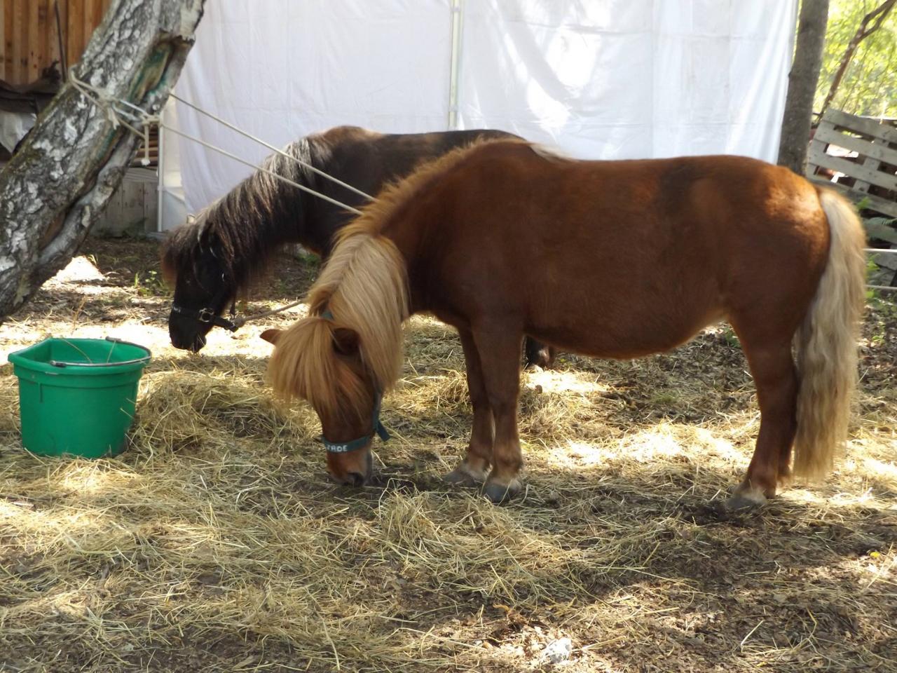 13221372_1008825389154578_1749068309497151410_o