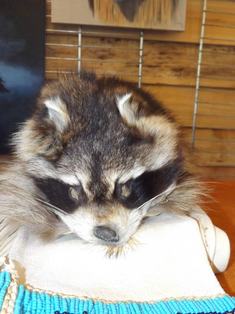 13248516_1008822469154870_6787199957845563026_o