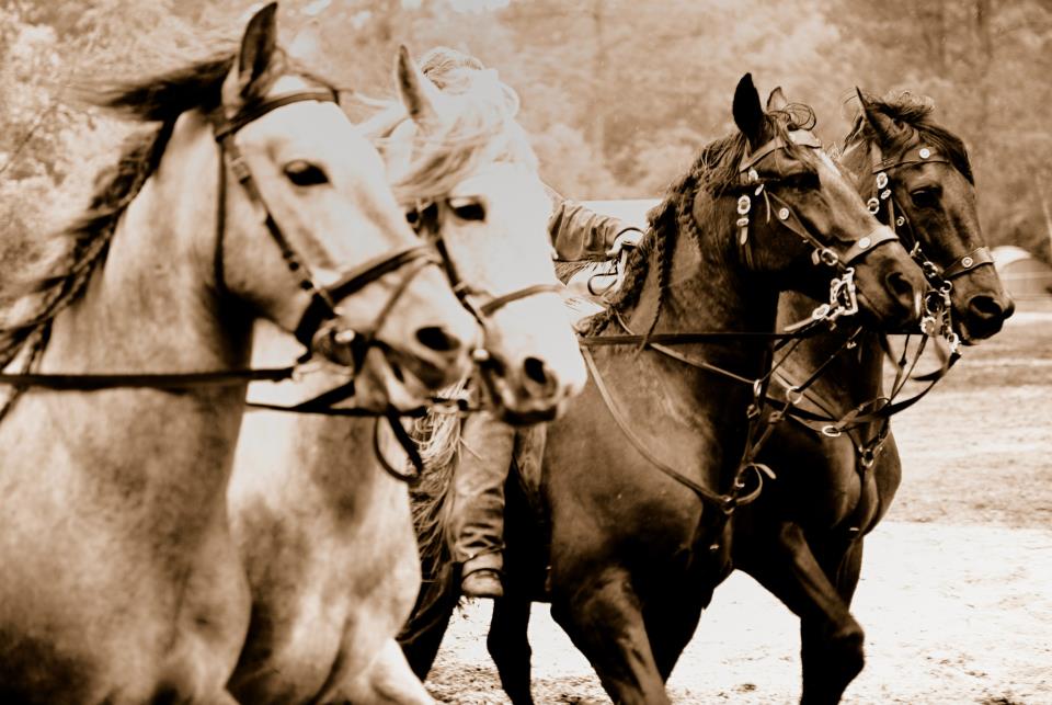 photo by Francis (22)